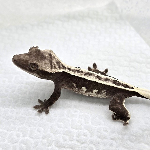 Axanthic