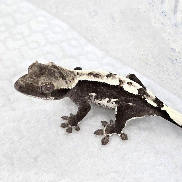 Axanthic
