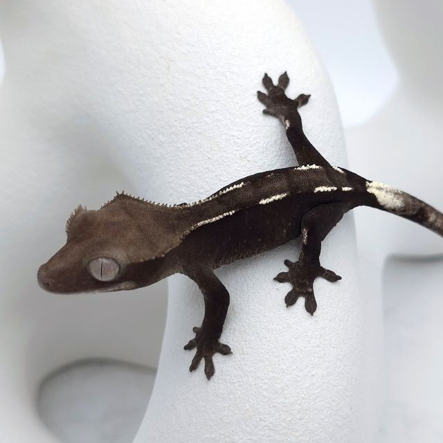 아잔틱