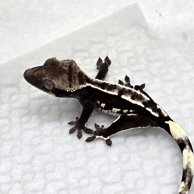 Axanthic