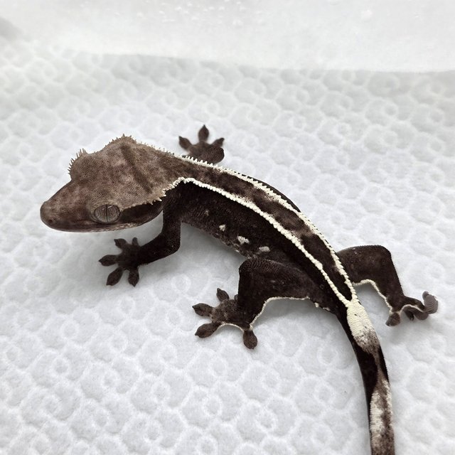 Axanthic
