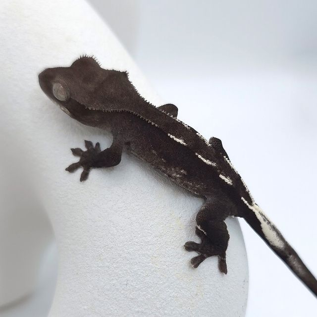 아잔틱