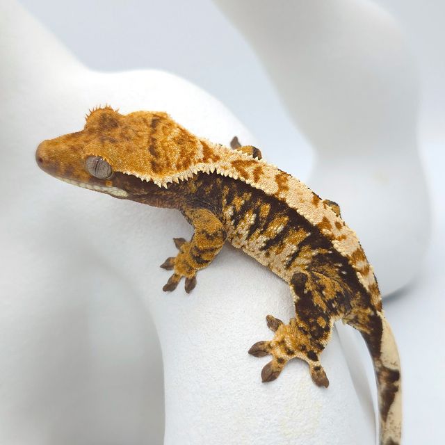 트라이