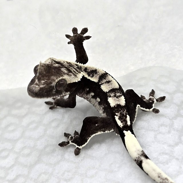 Axanthic