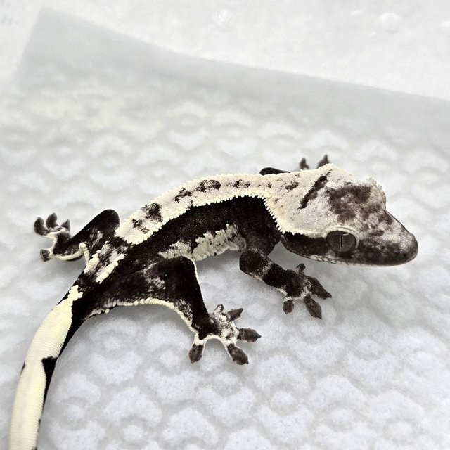 Axanthic