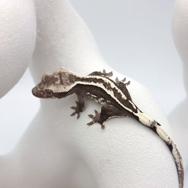 아잔틱