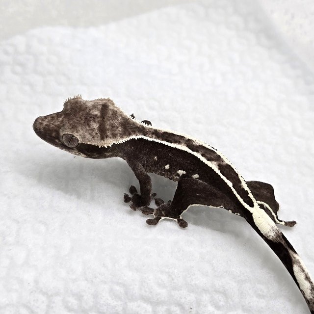 Axanthic