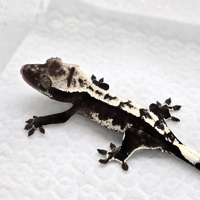 Axanthic