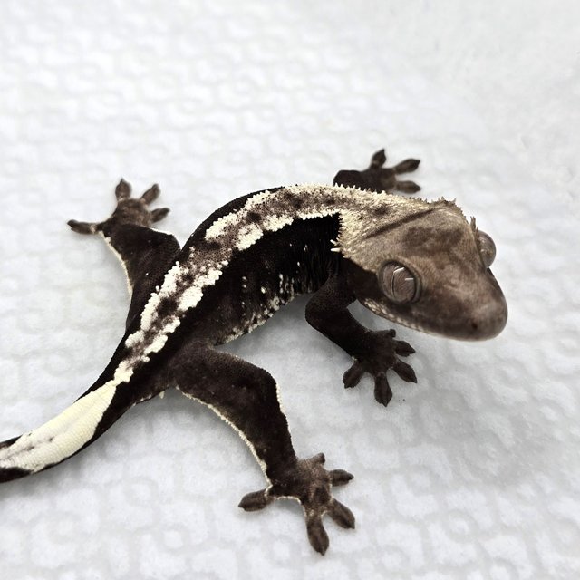 Axanthic
