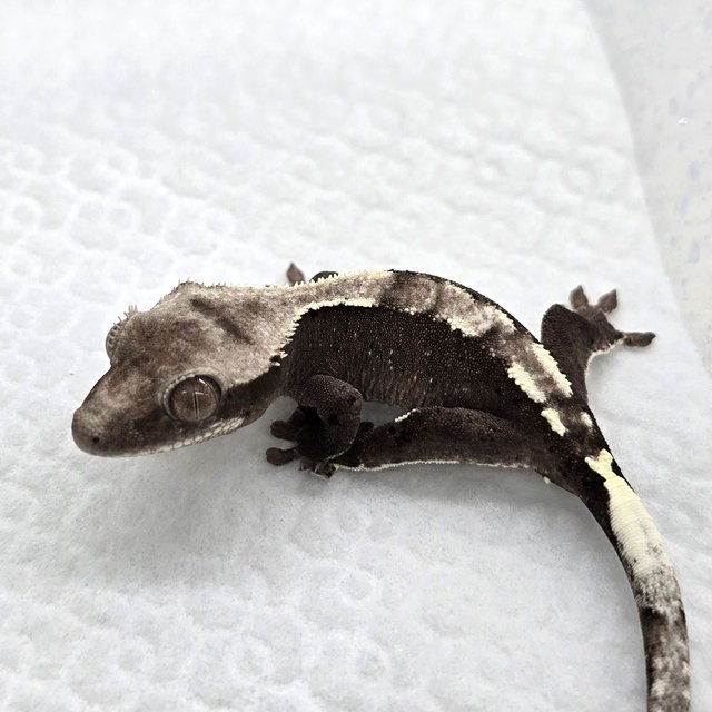 Axanthic