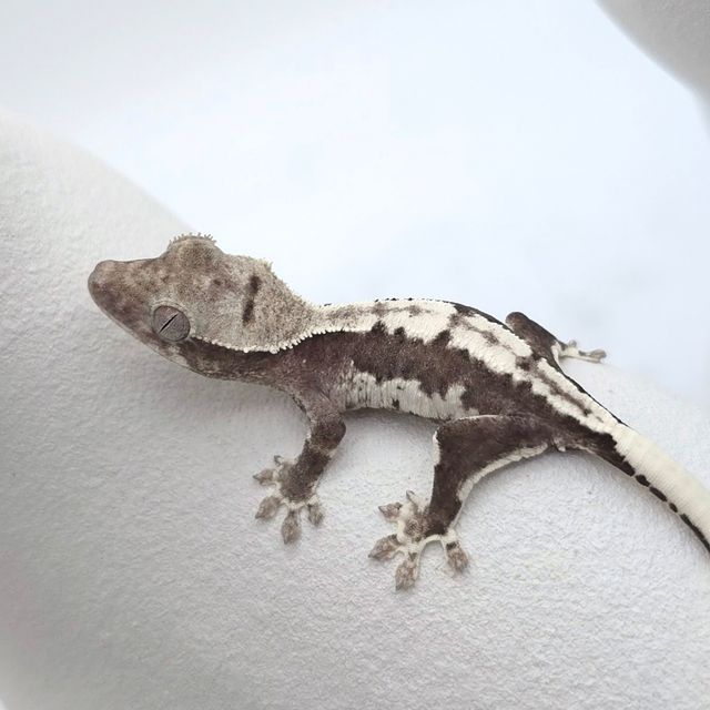 릴잔틱