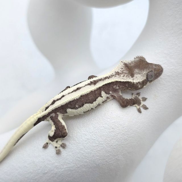 릴잔틱