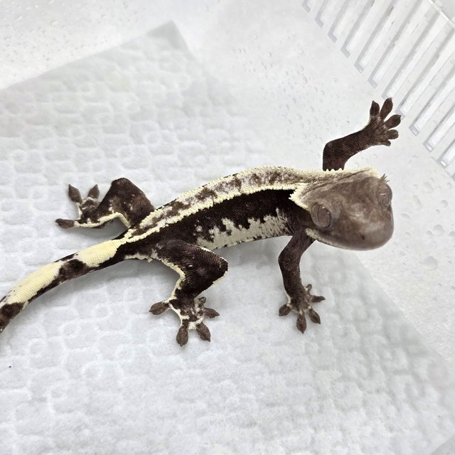 Axanthic