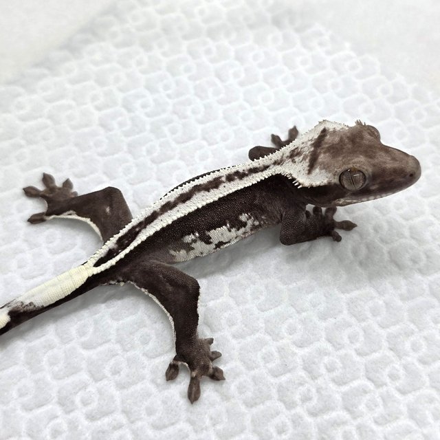 Axanthic