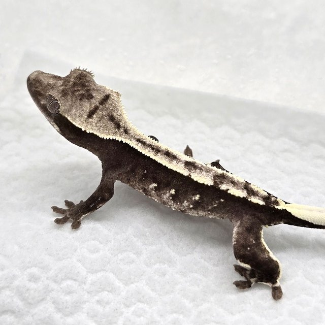 Axanthic