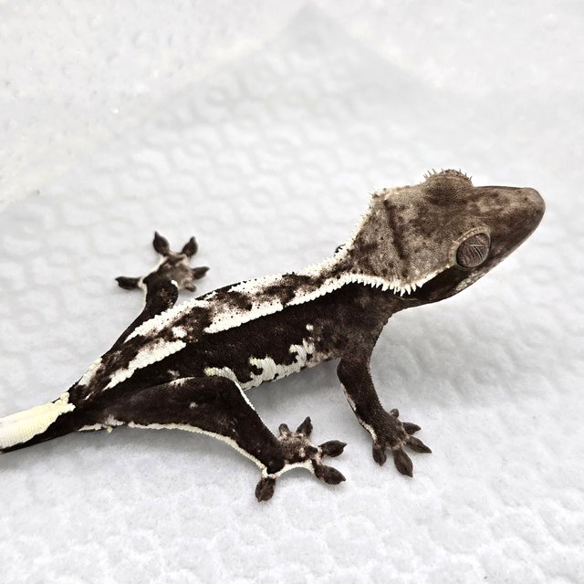 Axanthic