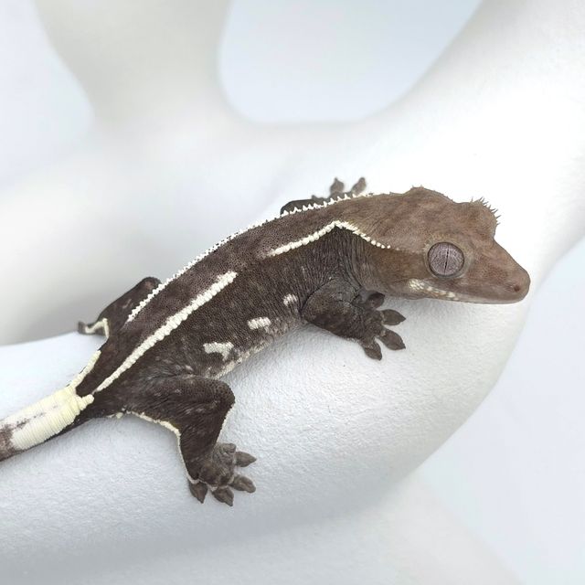 아잔틱