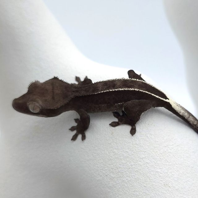 아잔틱