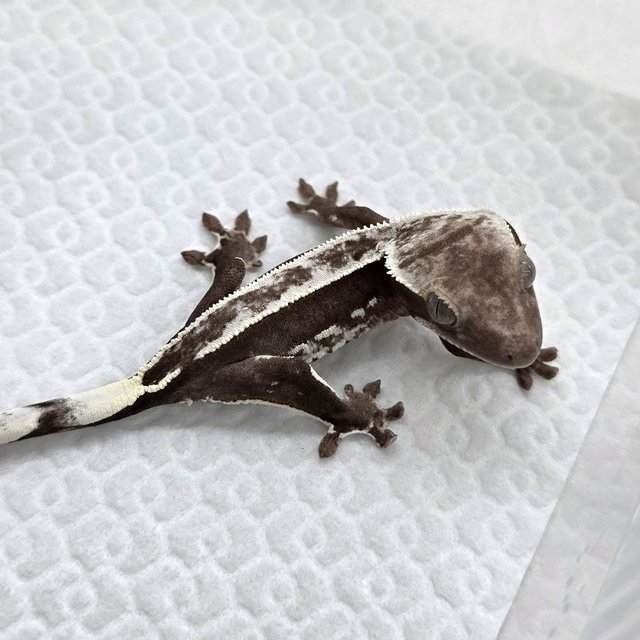 Axanthic