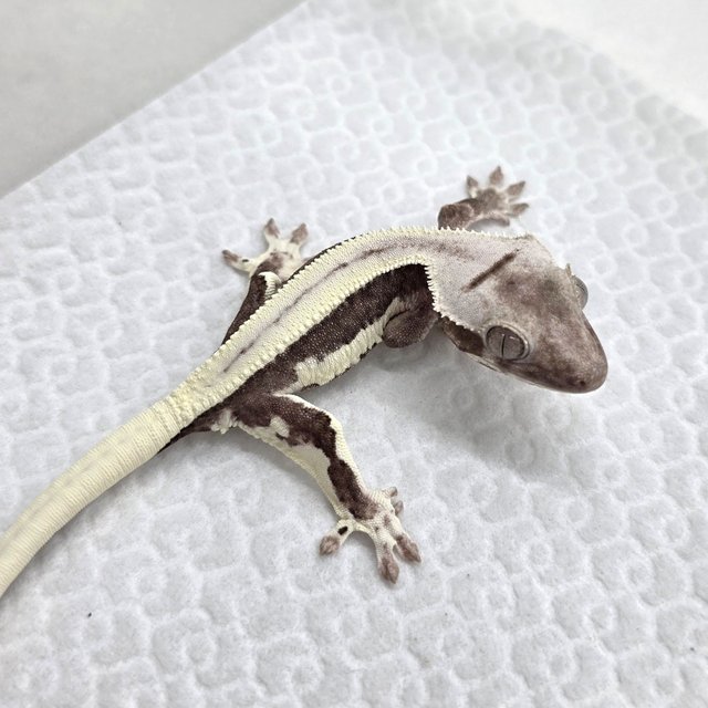 Lilly Axanthic