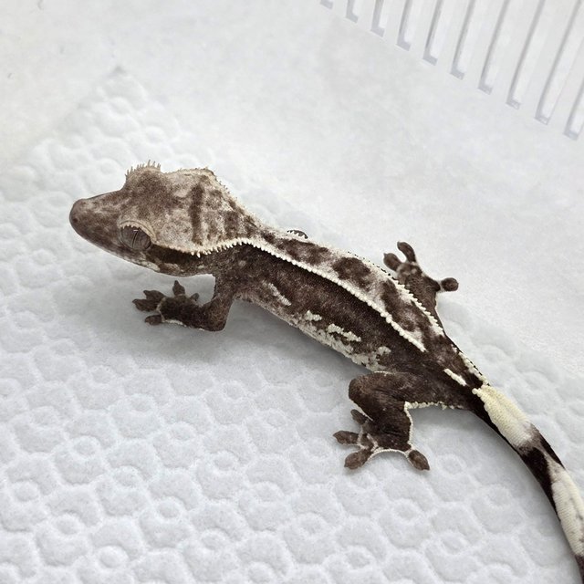 Axanthic