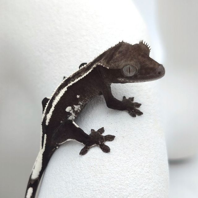 아잔틱