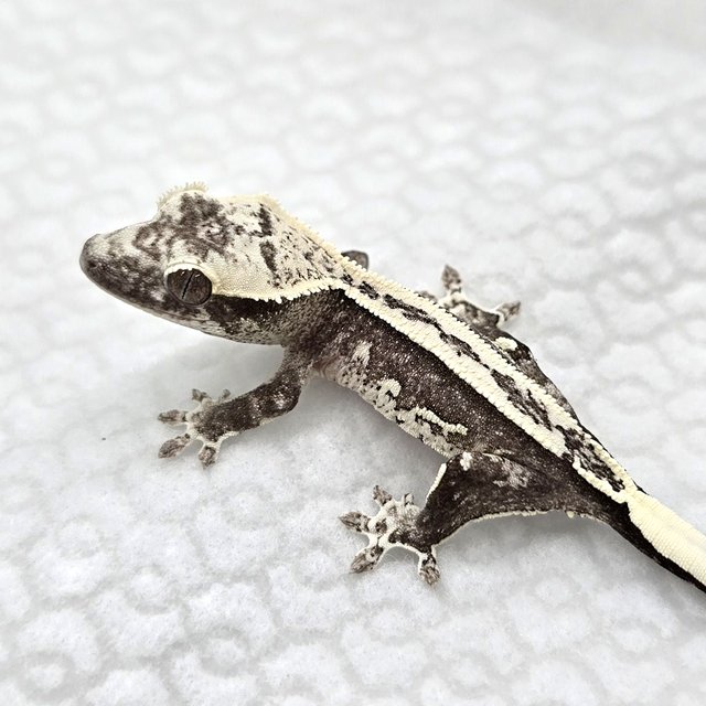 Axanthic