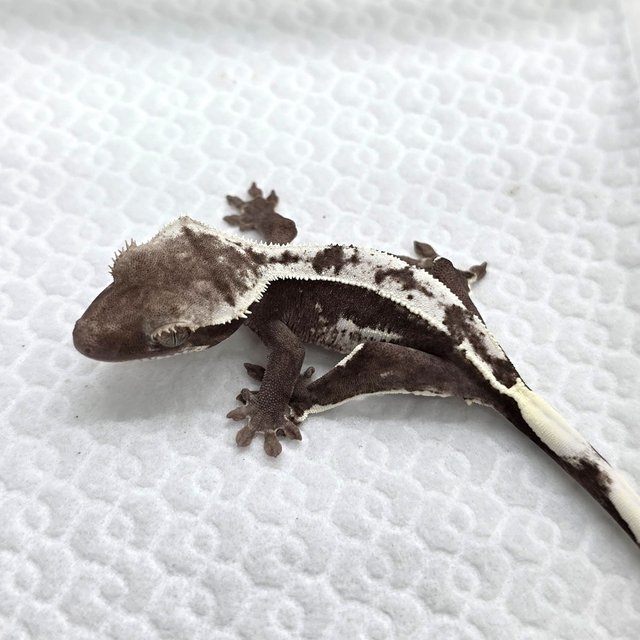 Axanthic