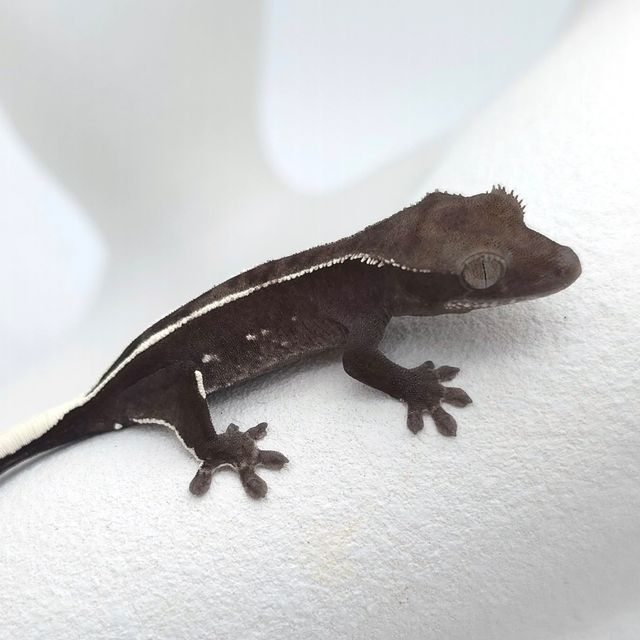 아잔틱