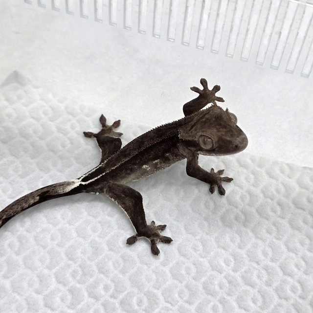 Axanthic
