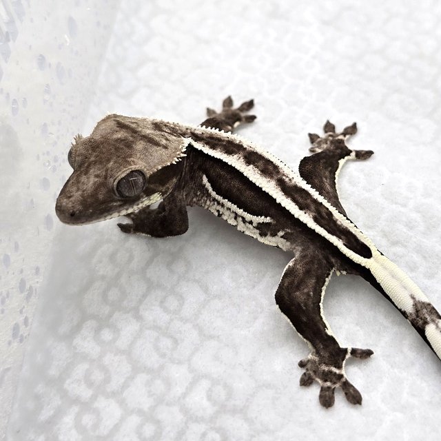 Axanthic