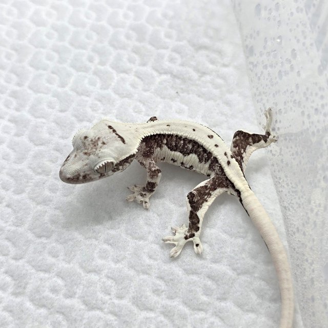 Lilly Axanthic