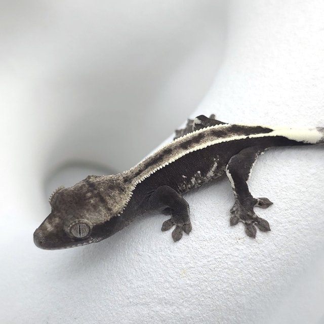 아잔틱