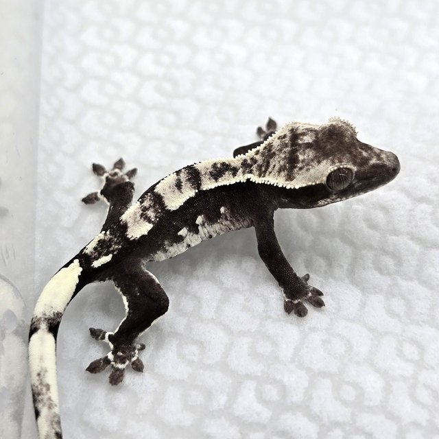 Axanthic