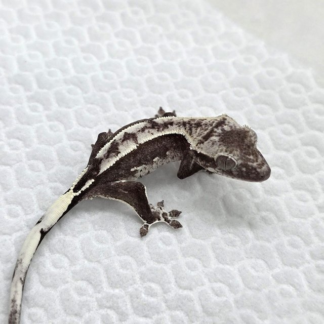 Axanthic