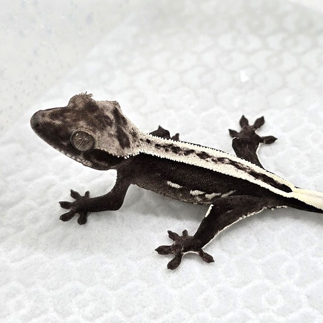 Axanthic