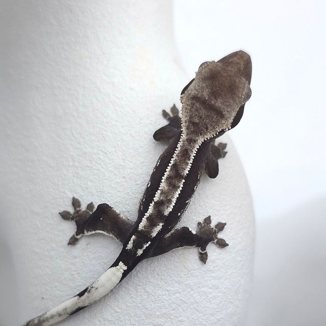 아잔틱