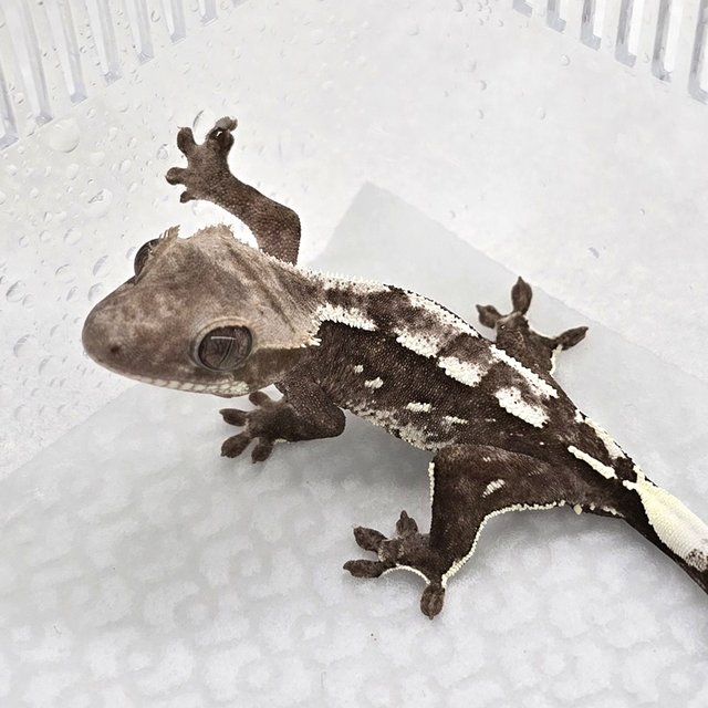 Axanthic