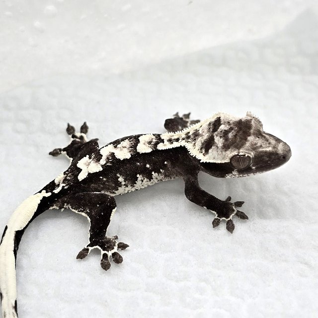 Axanthic