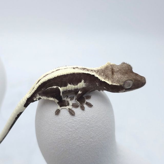 릴잔틱