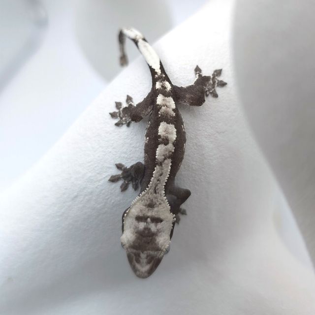 아잔틱
