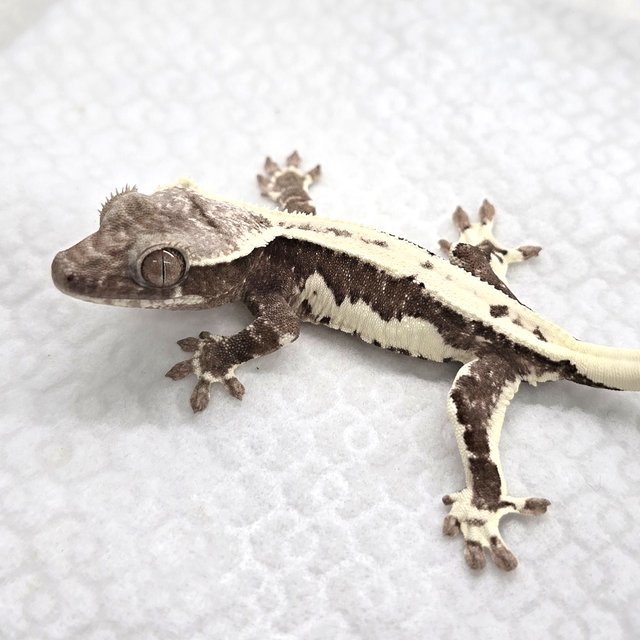 Lilly Axanthic
