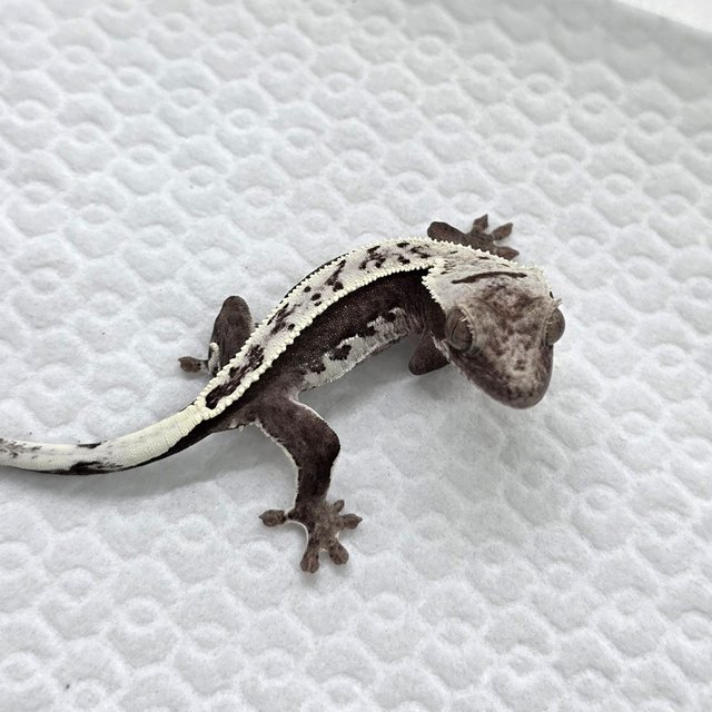 Axanthic