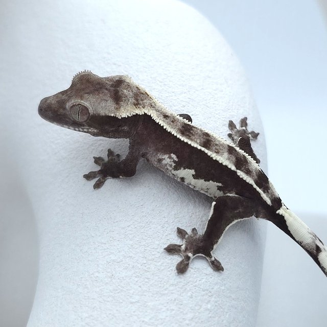 아잔틱