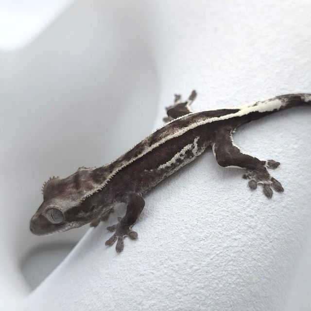 아잔틱