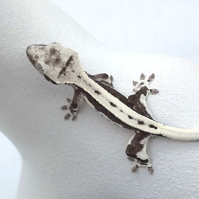 릴잔틱