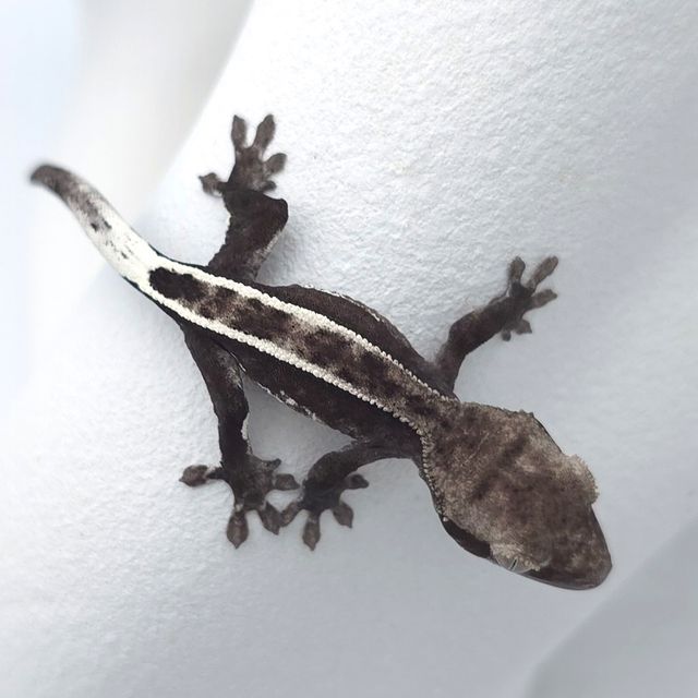 아잔틱