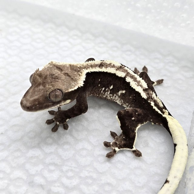 Axanthic