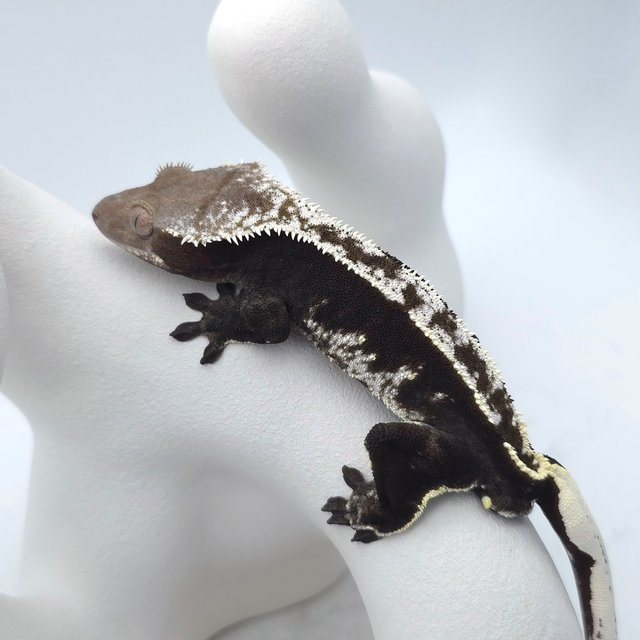 Axanthic
