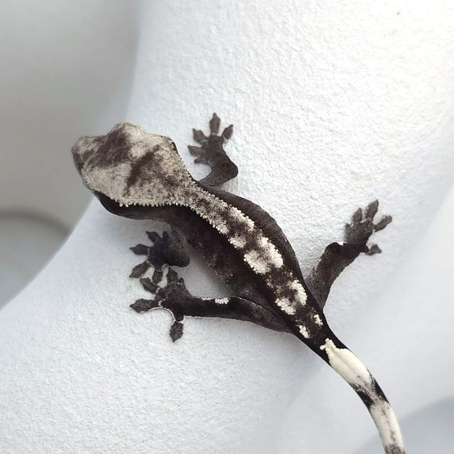 아잔틱